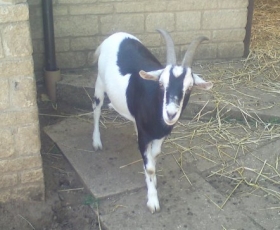 Goat – Jacob