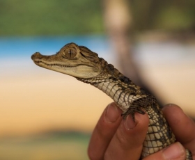 Caiman Crocodile