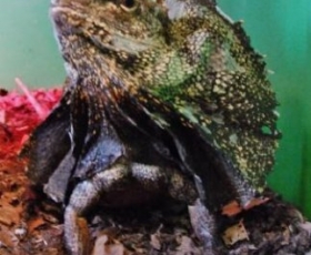 Frilled Lizard – Male