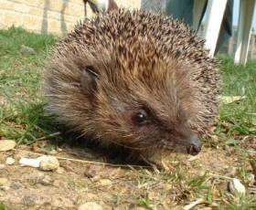 British Hedgehog