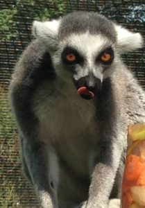 Lemur frozen treats1 (2)