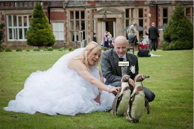 https://www.amazinganimals.co.uk/wp-content/uploads/2018/02/Penguin-wedding3.jpg