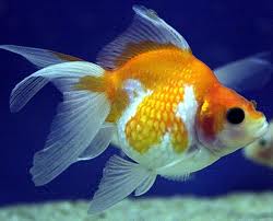 pearl scale goldfish